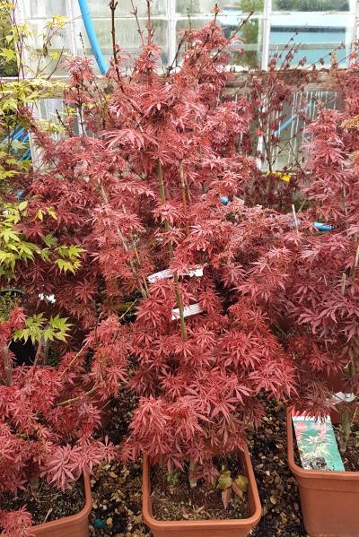 Acer Palmatum Jerre Schwartz