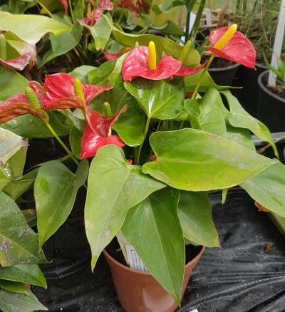 510 philodendron punta gorda fl 33955 3-5 FT Philodendron Selloum | NYC/NJ Delivery main image 1