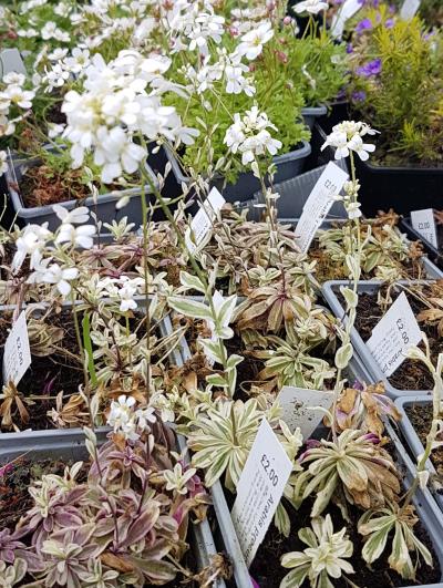 Variegated Alpine Rock Cress (Arabis ferdinandi-coburgi 'Variegata