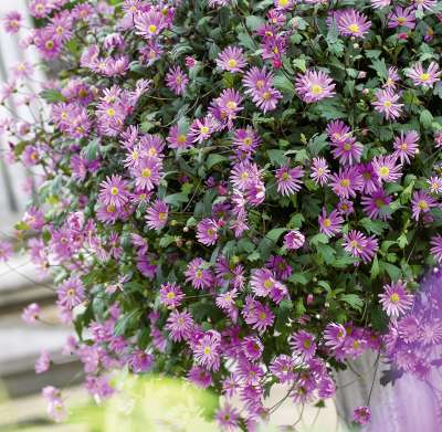 Brachyscombe x multifida Surdaisy Strawberry Pink 7cm pot