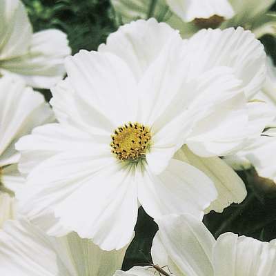 Cosmos Bipinnatus Sonata