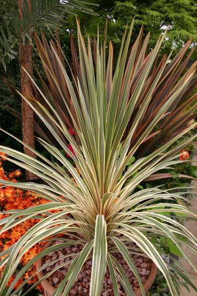 Cordyline make a great potting plant