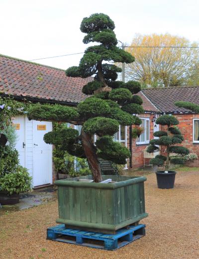 Bonsai | Vertigrow