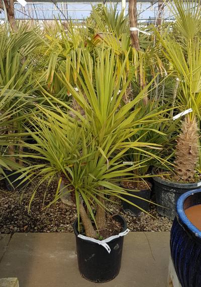 Dracaena indivisa | Vertigrow