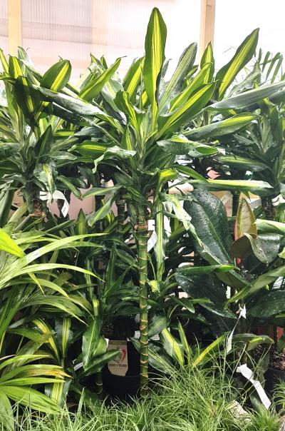 Dracena fragrans Cintho | Vertigrow