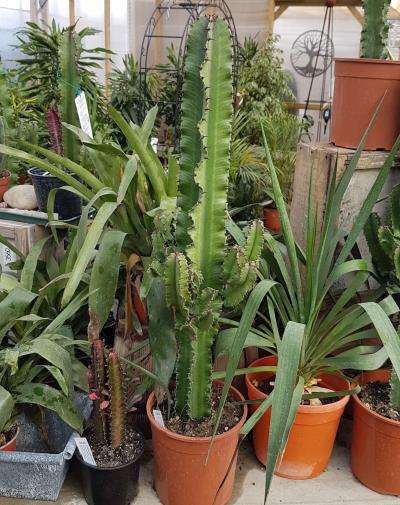 Euphorbia Eritrea | Vertigrow