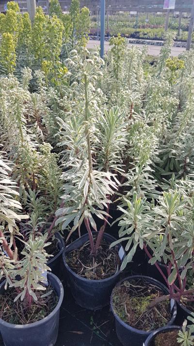 Euphorbia characias Silver Swan 3L pot | Vertigrow