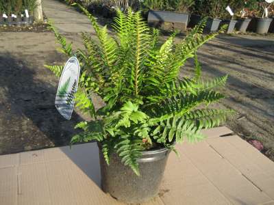 Hardy Fern Dryopteris Cycadina Plant Large 40-50cm Supplied in a 5 Litre Pot 