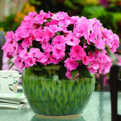 Busy Lizzy - a perfectly pink addition to any hanging basket