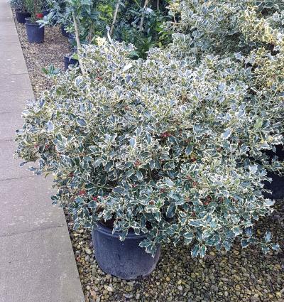 Ilex | Vertigrow