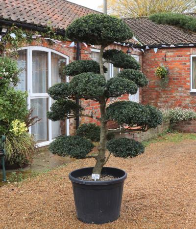Bonsai | Vertigrow