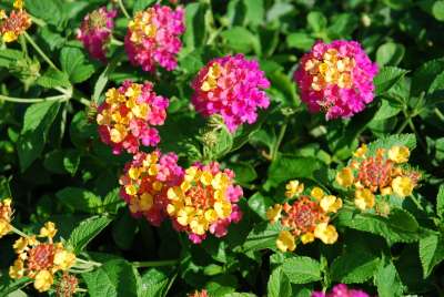 Latana - one of the best plants for hanging baskets