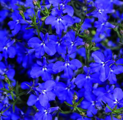 Lobelia Erinus adds a splash of blue to your pot