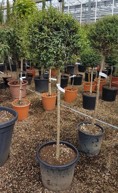 Ligustrum Jonandrum 1/2 Std | Vertigrow