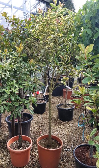 Ligustrum japonicum Excelsum Superbum 1/2 Std | Vertigrow