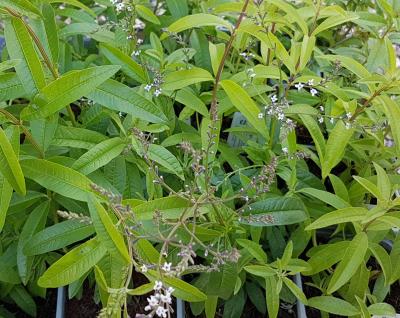 Lippia citriodora Limoncello 9cm pot | Vertigrow
