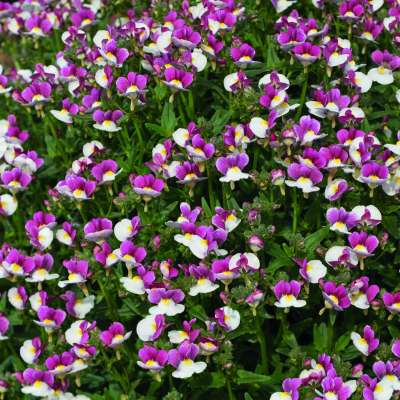 Nemesia X Fruticans Marefo Bicolour Rose 7cm Pot Vertigrow