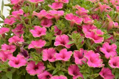 Petunia Picasso in Pink 9cm pot