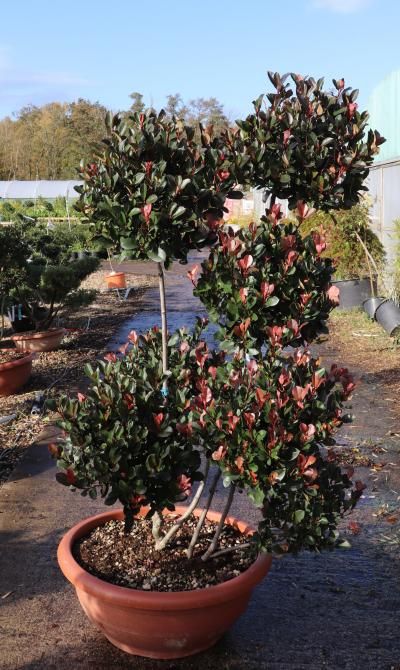 Photinia Atropurpurea Nana | Vertigrow