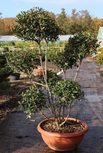Photinia serratifolia Compacta | Vertigrow