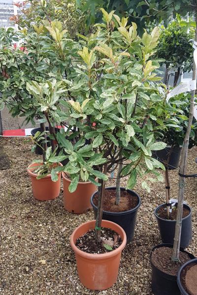 leucadendron plant Inca Gold Cone Bush (Leucadendron) main image 0