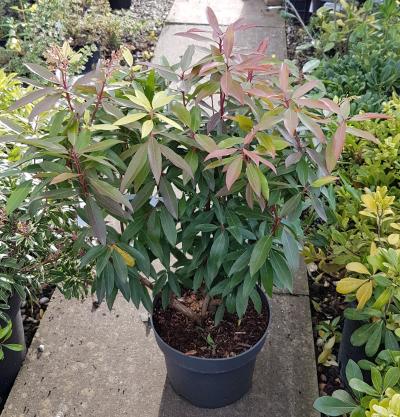 Pieris Vertigrow