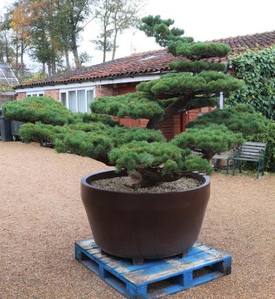 Pinus pentaphylla 20,592 | Vertigrow