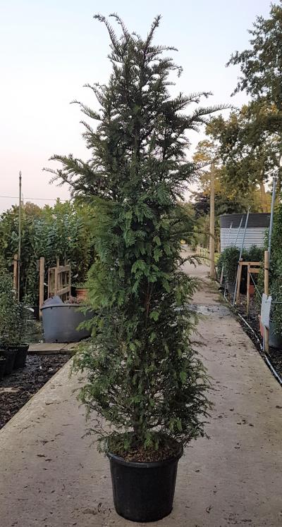 Taxus baccata Height 2.0 - 2.2m | Vertigrow