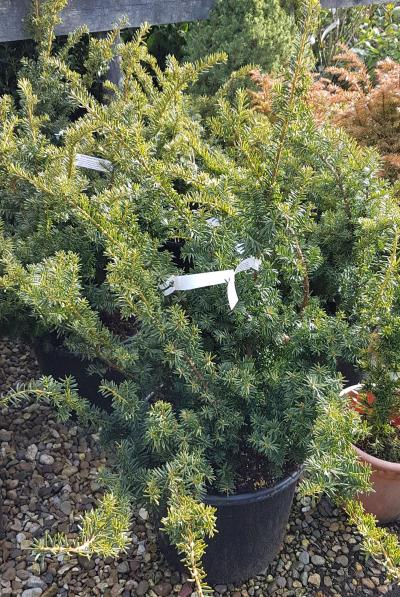 Taxus baccata Summergold | Vertigrow