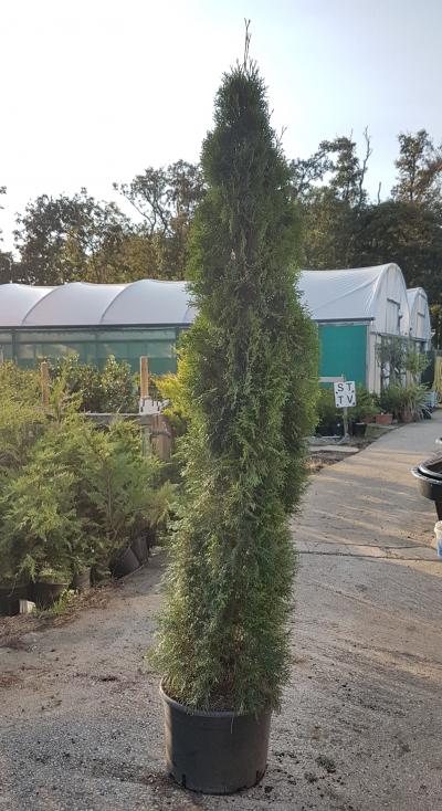 schefflera amate plant Schefflera actinophylla Amate Umbrella Tree 8" Pot
