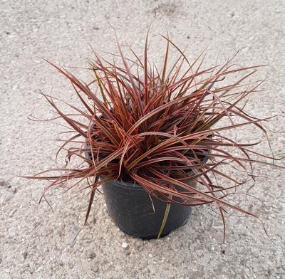 Uncinia rubra 'Everflame' - Tuincentrum Bull