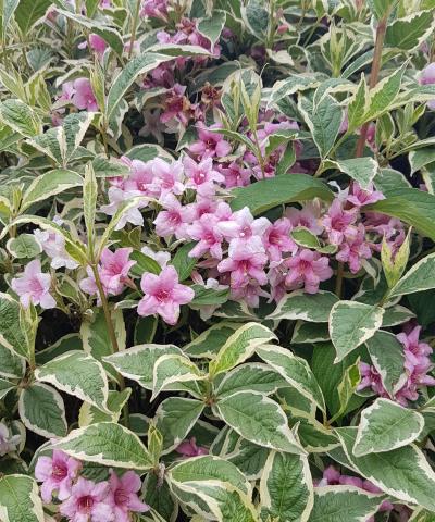 Weigela florida Nana Variegata | Vertigrow