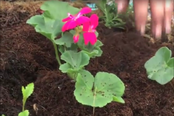 Video: Making a Hanging Basket