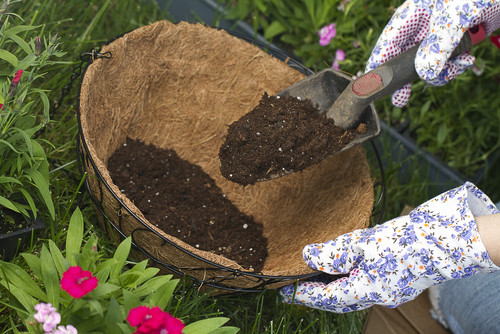 gardener planting a hanging basket